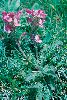 <em>Pedicularis gyroflexa</em>